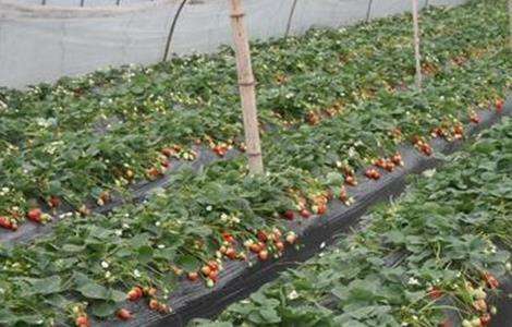大棚草莓温湿度管理 大棚草莓