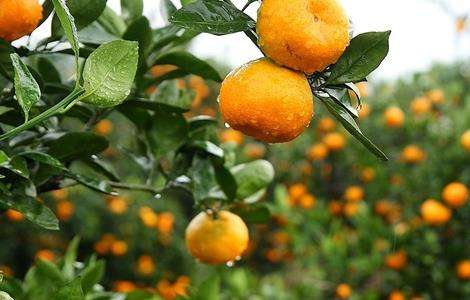 柑橘施肥时间 柑橘施肥用量