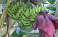 香蕉断蕾后管理技术