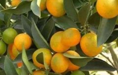 柑橘转色期返青原因及预防措施