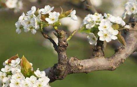 梨树花期管理 梨树花期