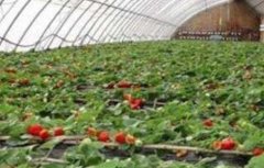 草莓冬季施肥方法