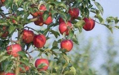 苹果树秋冬季该怎么管理？苹果树秋冬季管理技术