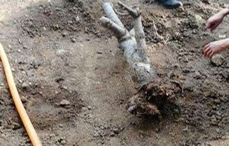 樱桃死树原因及防治措施