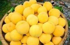 常见的桃子品种有哪些
