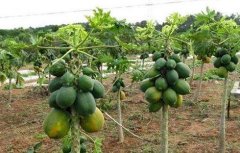 木瓜种植技术及亩产