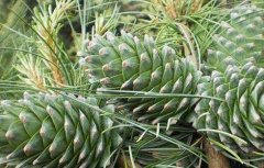松子种植多久能结果 松子种植多久能结果