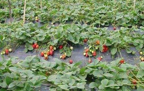 草莓异常果发生原因及防止措施
