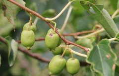 软枣猕猴桃扦插育苗技术