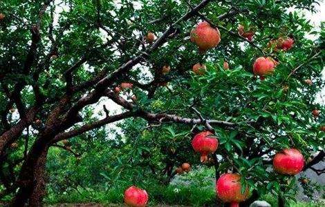 石榴 夏季管理 石榴夏季管理