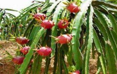 火龙果种子种植方法