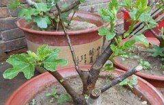 无花果无土栽培技术