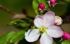 苹果树花期管理要点