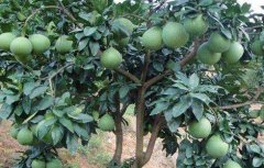 琯溪蜜柚的种植方法
