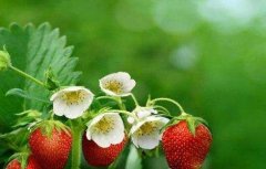 草莓保花保果技术