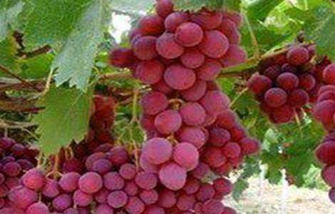 红宝石葡萄高产栽培技术