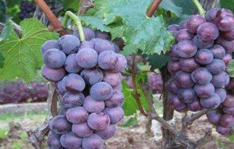红宝石葡萄高产栽培技术