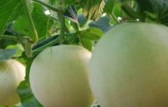 甜瓜灌溉技术