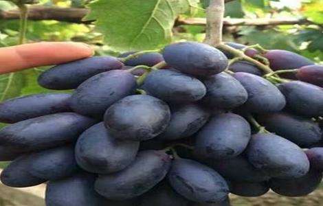 蓝宝石葡萄 生长环境 要求