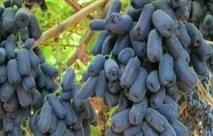 蓝宝石葡萄生长环境