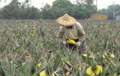 菠萝采收期注意事项