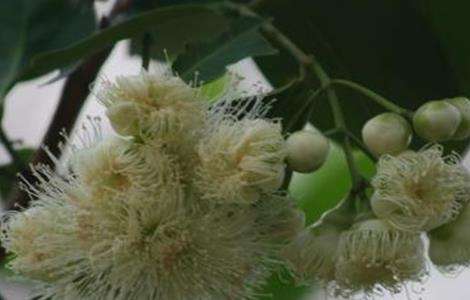 如何促进莲雾花芽分化