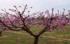 桃树疏花疏果技术