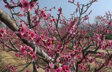 桃树 疏花疏果 技术