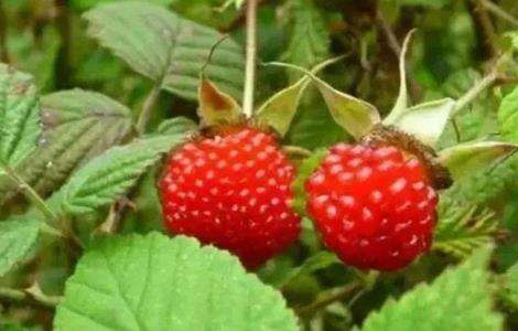 山莓的种植方法