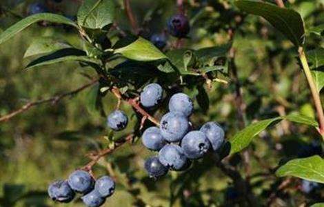 蓝莓僵果防治方法