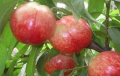 油桃的种植技术