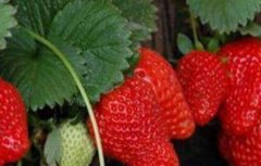 草莓种植增产要点