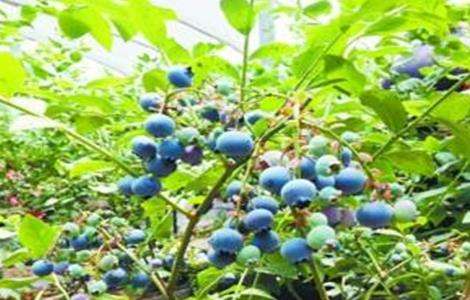 蓝莓的田间管理技术