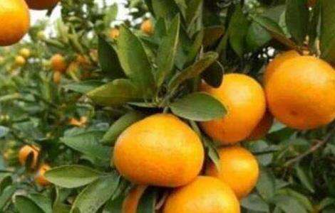 柑橘 施肥 注意事项