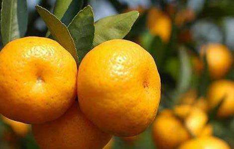 柑橘 施肥 注意事项