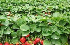 草莓的种植技术