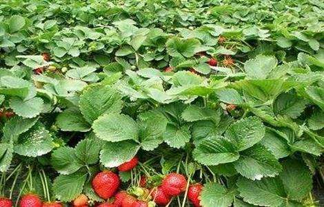 草莓的种植技术