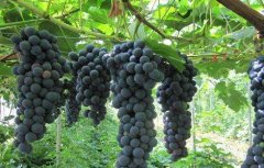 夏黑葡萄的种植技术