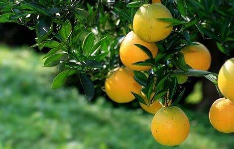 柑橘返青是什么原因造成