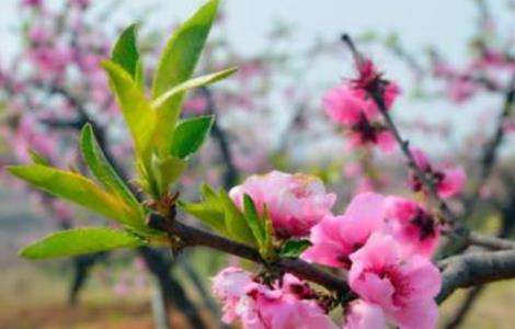 桃树春季管理要点