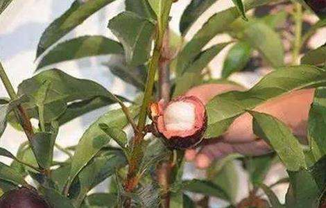 山竹 肥水 管理