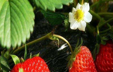 草莓 春季 管理要点
