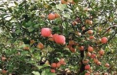 苹果树旺长的原因及解决方法