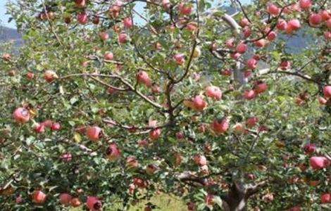 苹果树旺长的原因及解决方法