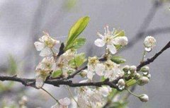 梨树反季节开花的原因及预防措施