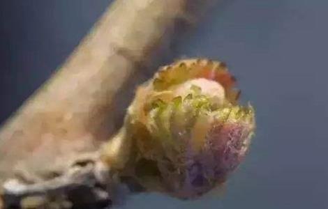 葡萄萌芽不整齐原因及解决措施