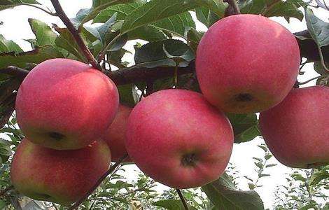 苹果树 生长失衡 如何修剪
