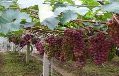 如何防止葡萄产生热害