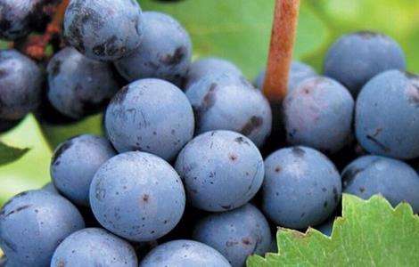 葡萄 热害 防治方法