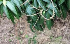 芒果落花落果的原因及防治方法